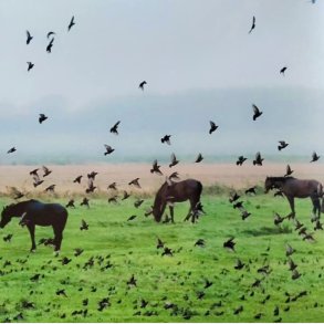 Henrik SAXGREN - Fire heste og st�re